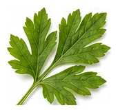 Lovage leaf detail