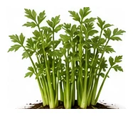 Lovage whole plant