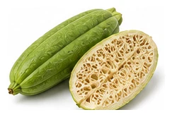 Luffa harvest / detail