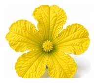 Luffa flower detail