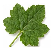 Luffa leaf detail