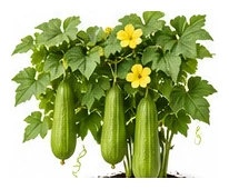 Luffa whole plant