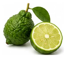 Makrut Lime harvest / detail