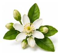 Makrut Lime flower detail