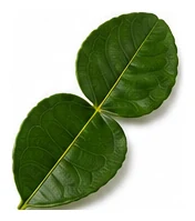 Makrut Lime leaf detail