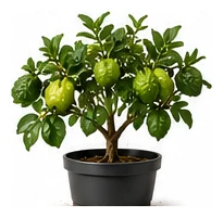 Makrut Lime whole plant