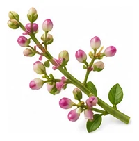 Malabar Spinach flower detail