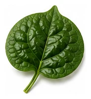 Malabar Spinach leaf detail
