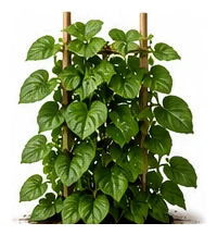 Malabar Spinach whole plant