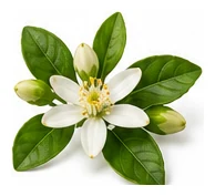 Mandarin flower detail