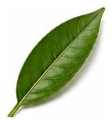 Mandarin leaf detail