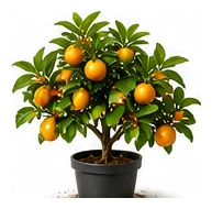Mandarin whole plant