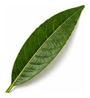 Mango leaf detail