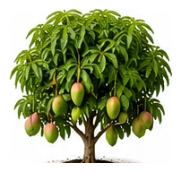 Mango whole plant