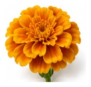 Marigold flower detail