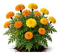 Marigold whole plant