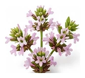 Marjoram flower detail