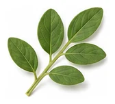 Marjoram leaf detail