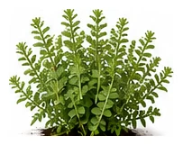 Marjoram whole plant