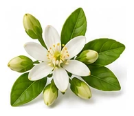Meyer Lemon flower detail