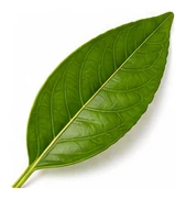Meyer Lemon leaf detail