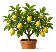 Meyer Lemon whole plant