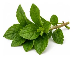 Mint harvest / detail
