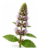 Mint flower detail