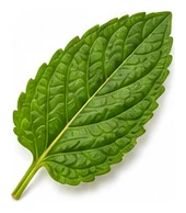 Mint leaf detail