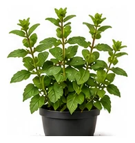Mint whole plant