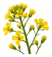 Mizuna flower detail