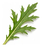 Mizuna leaf detail