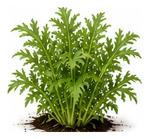 Mizuna whole plant