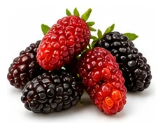 Mulberry harvest / detail