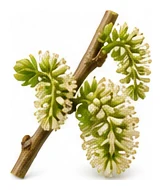 Mulberry flower detail