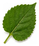 Mulberry leaf detail