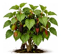 Mulberry whole plant