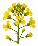 Mustard flower detail