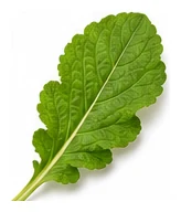Mustard leaf detail