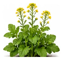 Mustard whole plant