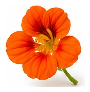 Nasturtium flower detail