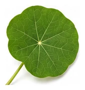 Nasturtium leaf detail