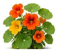 Nasturtium whole plant