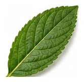 Native River Mint leaf detail