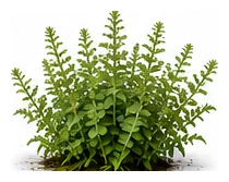 Native River Mint whole plant