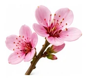 Nectarine flower detail