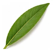 Nectarine leaf detail