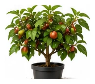Nectarine whole plant