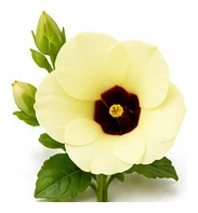 Okra flower detail