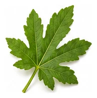 Okra leaf detail